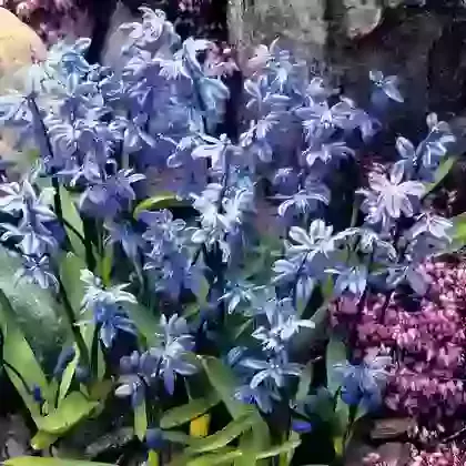 Siberica